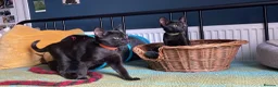 Domestic Shorthair cats for adoption: Cosmos and Lupin, 4 month old brothers  in Reading - Advert 1