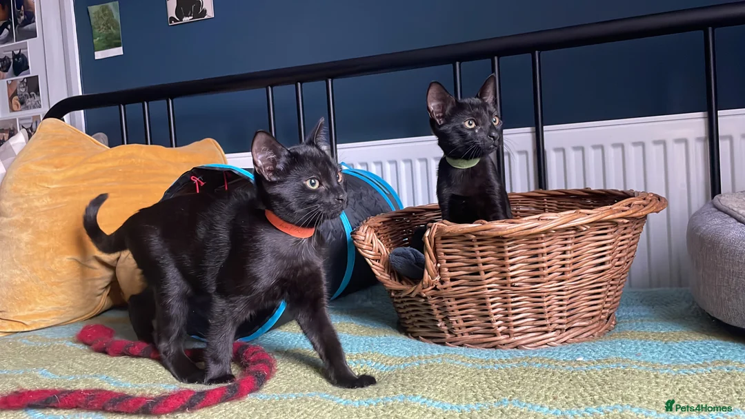 Domestic Shorthair cats for adoption: Cosmos and Lupin, 4 month old brothers  in Reading - Advert 1