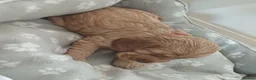 Cocker Spaniel dogs for sale: Show type cocker spaniel puppies  - Advert 8