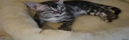 Bengal cats for sale: 2 Tica Registered male Bengal kittens for sale  in Windsor - Advert 7
