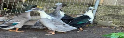 Ducks poultry for sale: Beautiful young Runner Ducks - Drakes - Advert 4