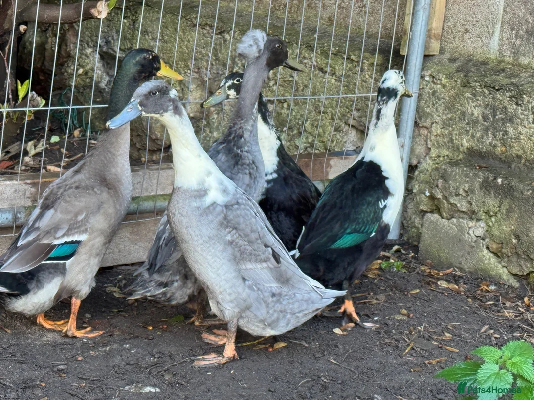 Ducks poultry for sale: Beautiful young Runner Ducks - Drakes - Advert 4