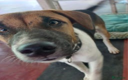 Mixed Breed dogs for sale: Looking for a loving home for one of our 2 Pups! - Image 9