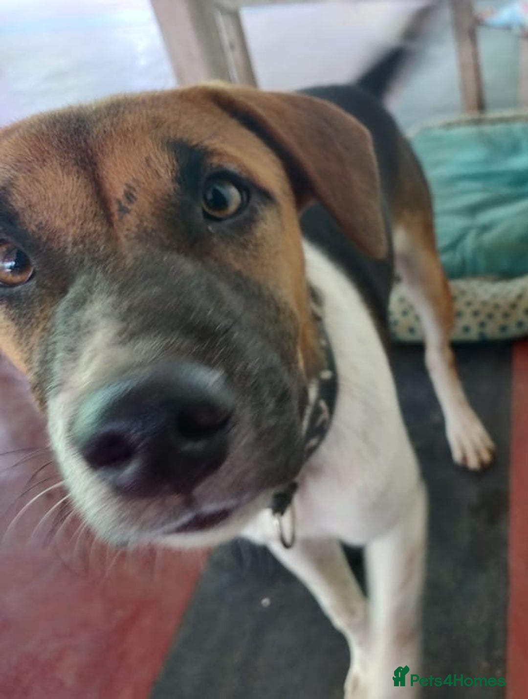 Mixed Breed dogs for sale: Looking for a loving home for one of our 2 Pups! - Image 9