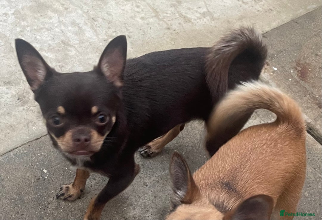 Chihuahua dogs for sale: Almost 11 month old boy chihuahua  - Image 3