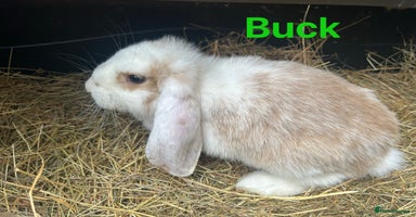 French Lop rabbits - Advert 5