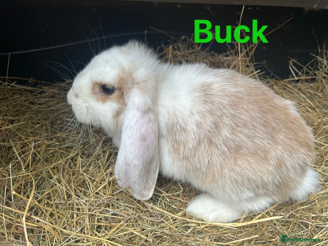 French Lop rabbits for sale: French Lop Bucks and Does READY NOW!! - Image 4