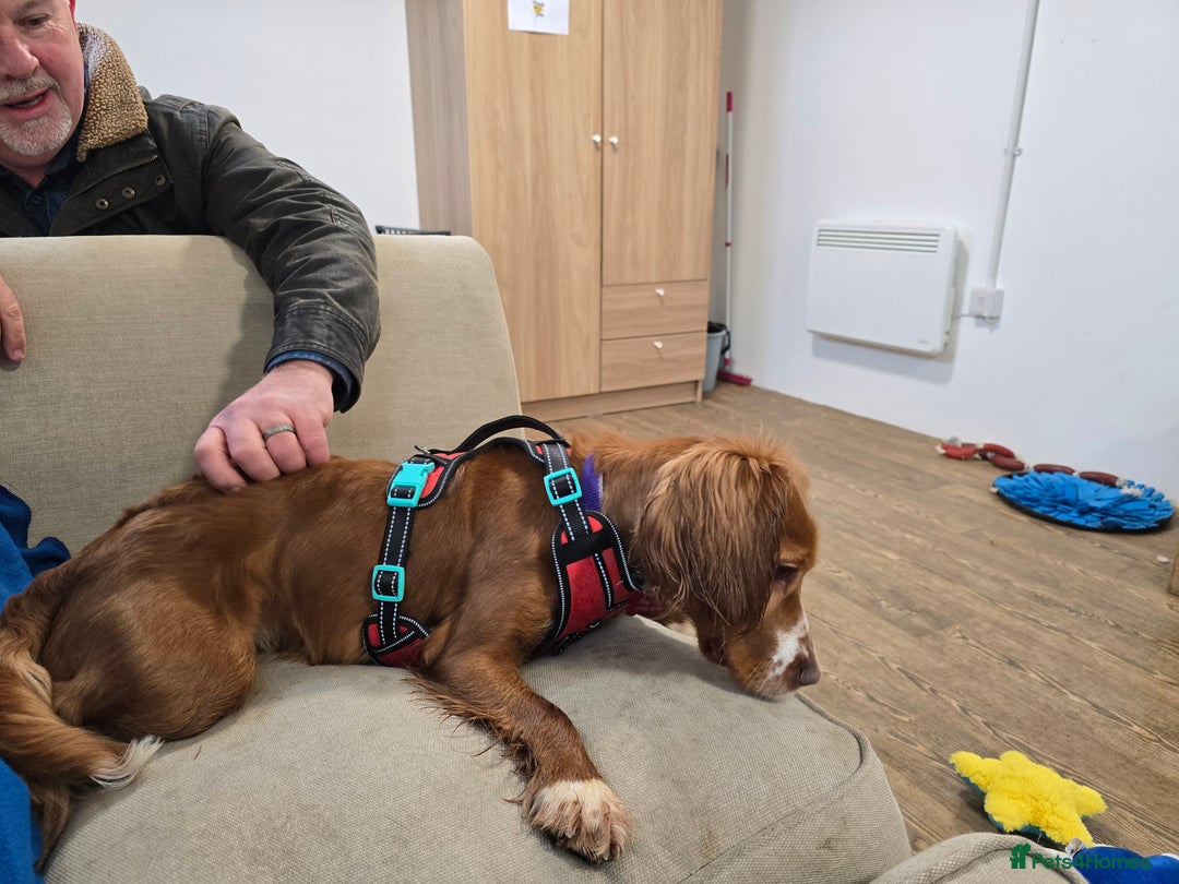 Cocker Spaniel dogs for sale: Cocker Spaniel  - Advert 3