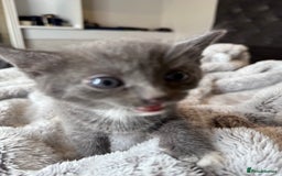 British Shorthair cats for sale: Our beautiful cute shorthair blue kittens - Image 12