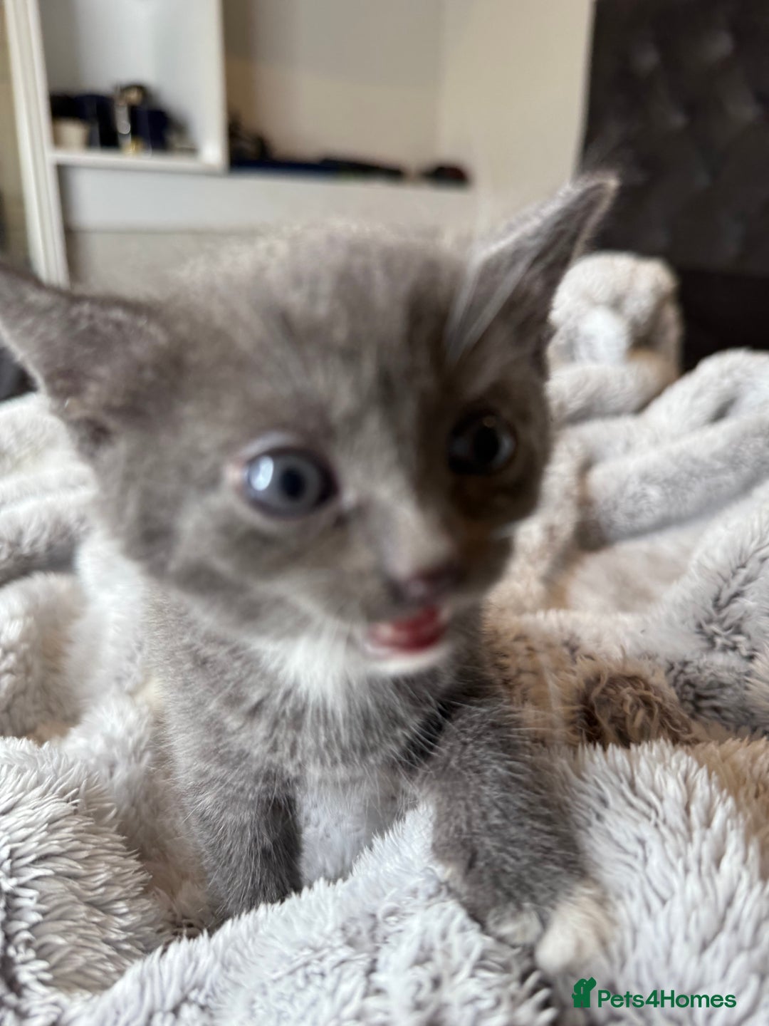 British Shorthair cats for sale: Our beautiful cute shorthair blue kittens - Image 12