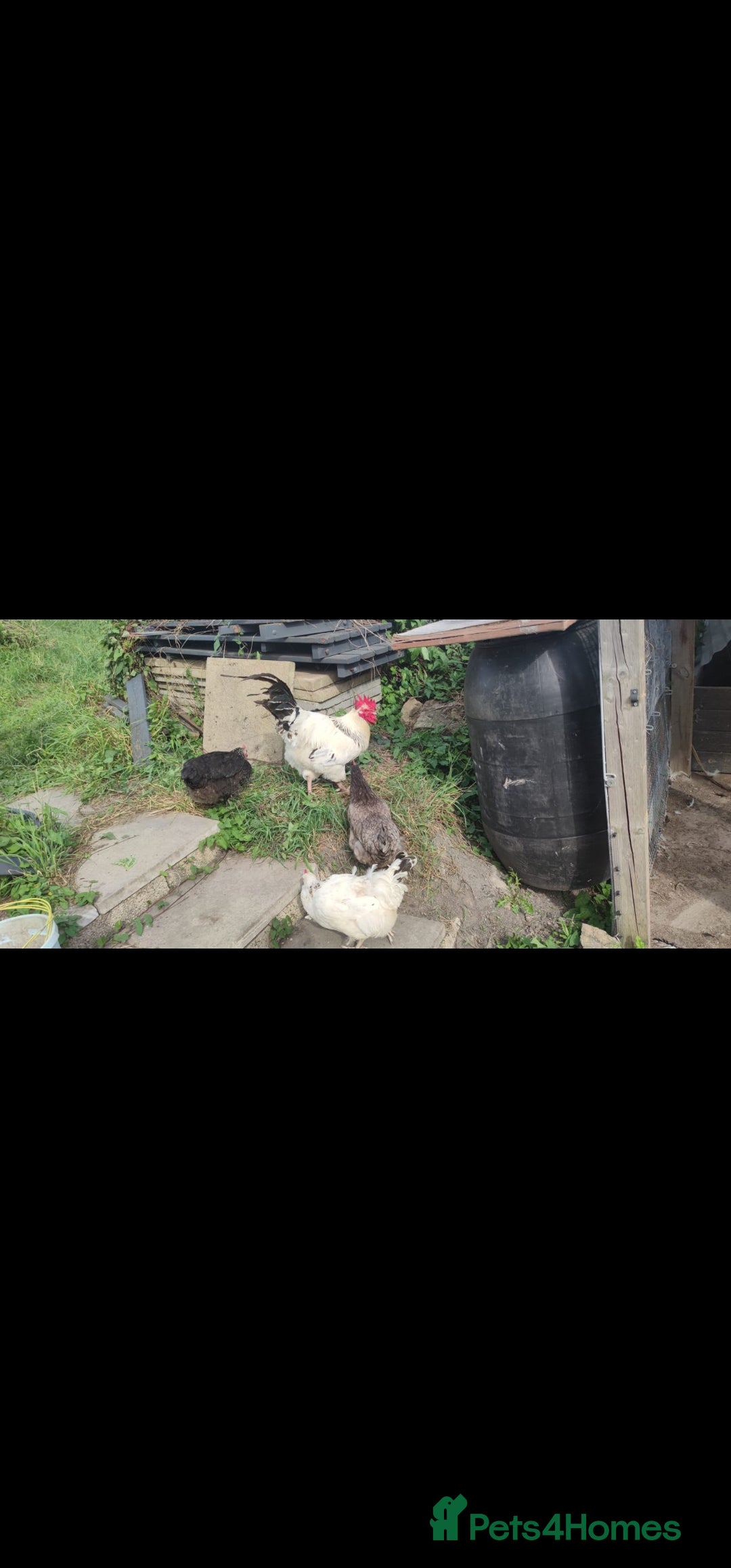 Chickens poultry for sale: Chickens and cockeral for sale - Image 6