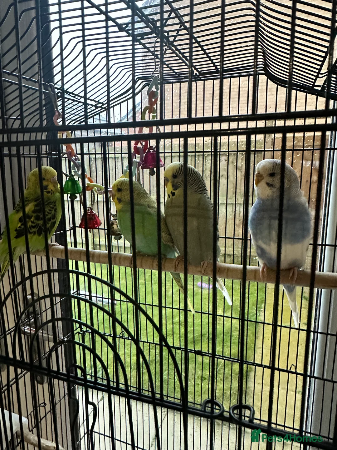 Budgerigars birds for sale: 4 budgies for sale - Advert 1