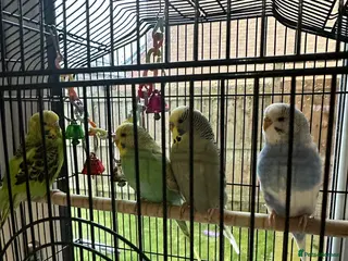 Budgerigars birds 4 budgies for sale - Advert 3