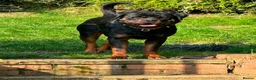 Rottweiler dogs for sale: German Rottweiler Puppies – 2 Girls Available in Newcastle - Advert 2