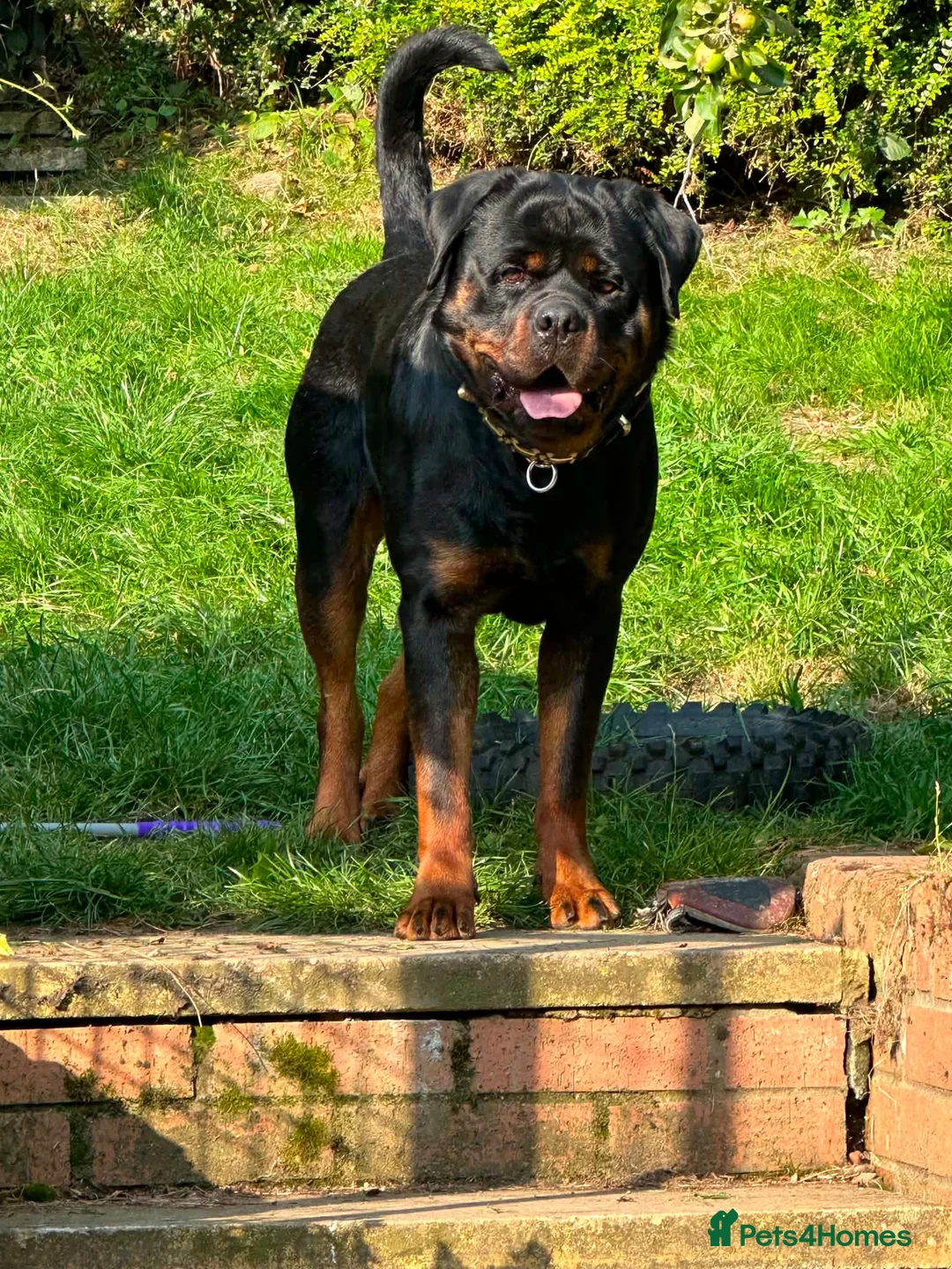 Rottweiler dogs for sale: German Rottweiler Puppies – 2 Girls Available in Newcastle - Advert 2
