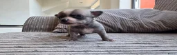Chihuahua dogs for sale: Chihuahua Puppies - Advert 18
