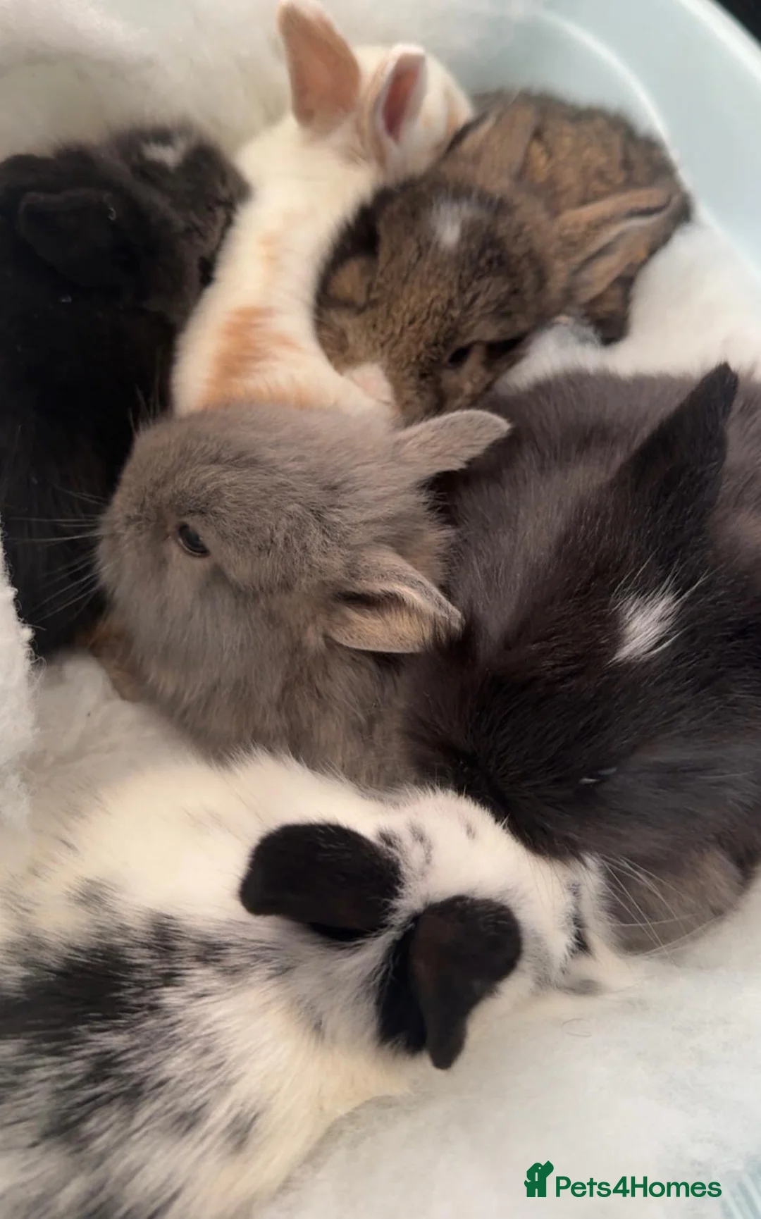 Lionhead rabbits for sale: Adorable 7-Week-Old Baby Bunnies for Sale in Swindon - Advert 5
