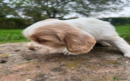 Cocker Spaniel dogs for sale: 🐾Gorgeous Cocker Spaniel Puppies 🐶🐾 - Image 32