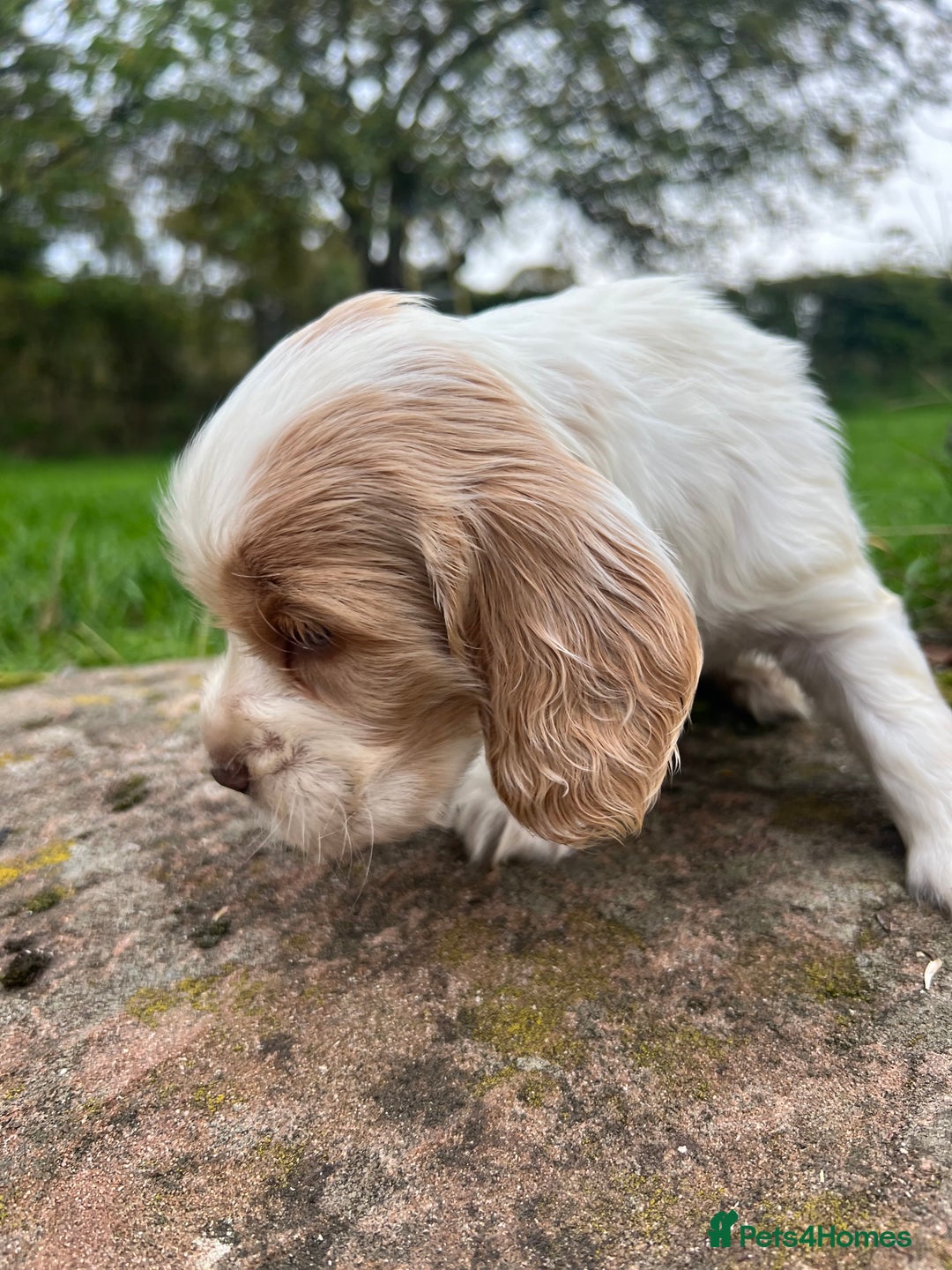 Cocker Spaniel dogs for sale: 🐾Gorgeous Cocker Spaniel Puppies 🐶🐾 - Image 32
