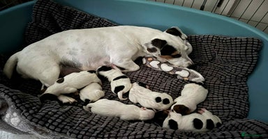 Jack Russell dogs - Advert 16