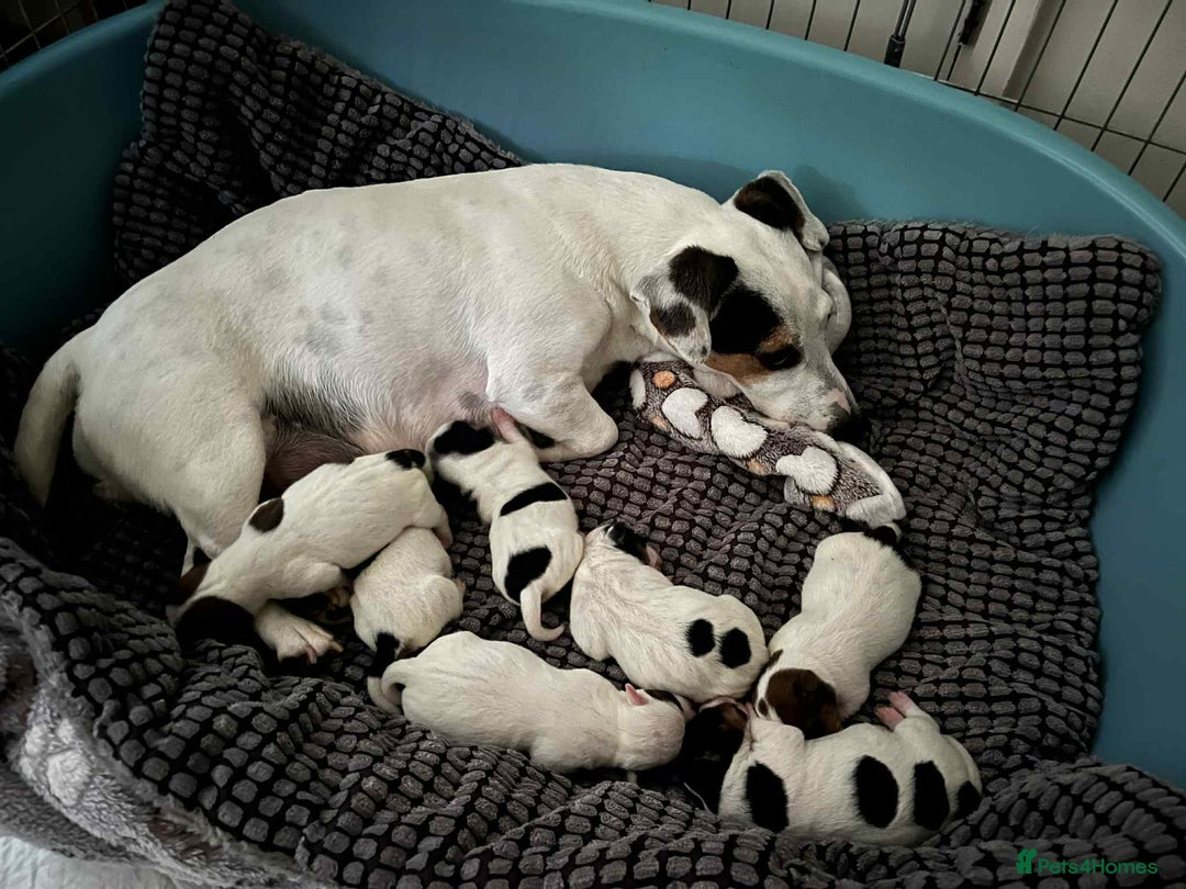 Jack Russell dogs for sale: Jack Russell Puppies for Sale  - Image 2