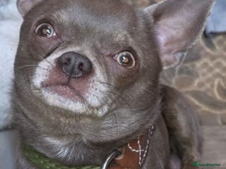 Chihuahua dogs Kc reg Lilac short coat for stud in Bedford - Advert 14