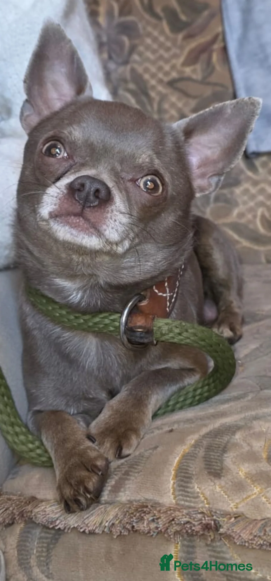 Chihuahua dogs for stud: Kc reg Lilac short coat for stud  in Bedford - Advert 1