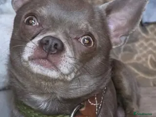 Chihuahua dogs Kc reg Lilac short coat for stud in Bedford - Advert 5