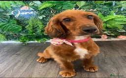 Cocker Spaniel dogs for sale: Loving cocker spaniel in Manchester - Image 3