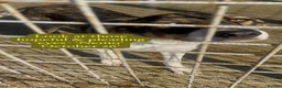 Mixed Breed dogs for adoption: Nemo, 9 months approx. Available for adoption. in Brixham - Advert 6