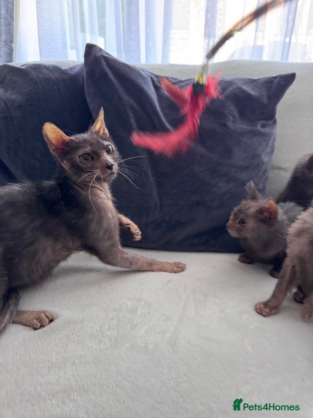 Lykoi cats for sale: Loving Lykoi lap kittens (open to offers) - Image 6