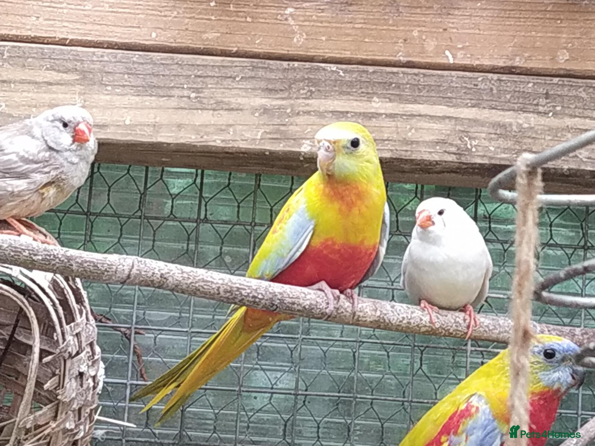 Cockatiels birds DNA pairs barraband parrot parakeets cockatiels - Advert 1