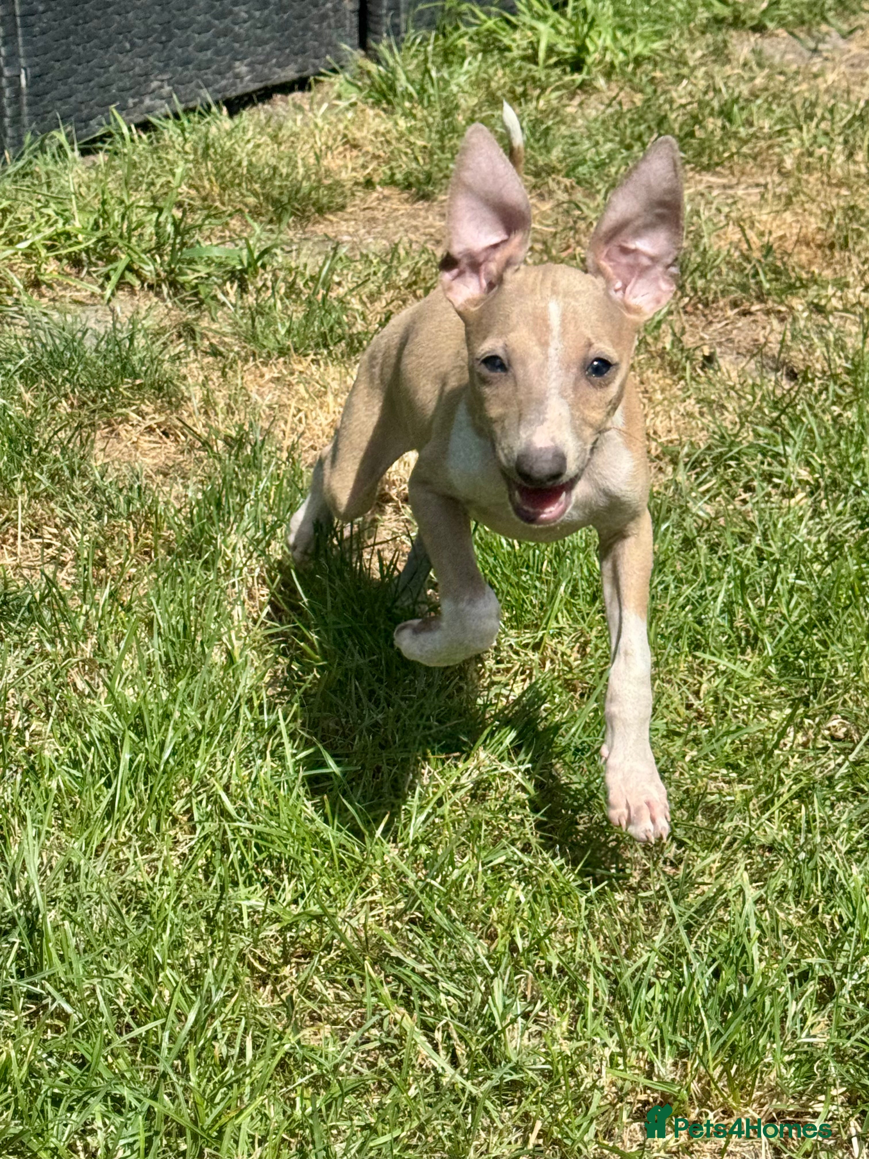 Italian Greyhound dogs The Most AMAZING colours! - Advert 13