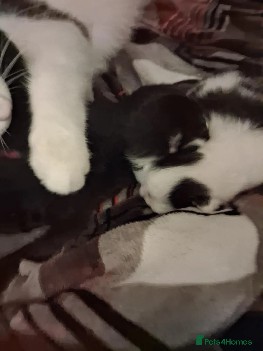 British Shorthair cats for sale: 4 kitten  - Advert 6
