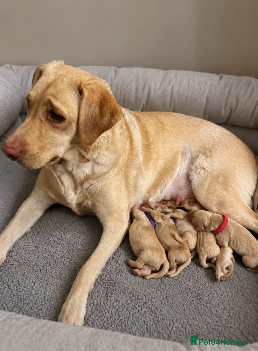 Labrador Retriever dogs for sale: Beautiful KC Registered Labrador Puppies - Advert 6