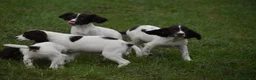 English Springer Spaniel dogs for sale: Working English springer spaniels  - Advert 5