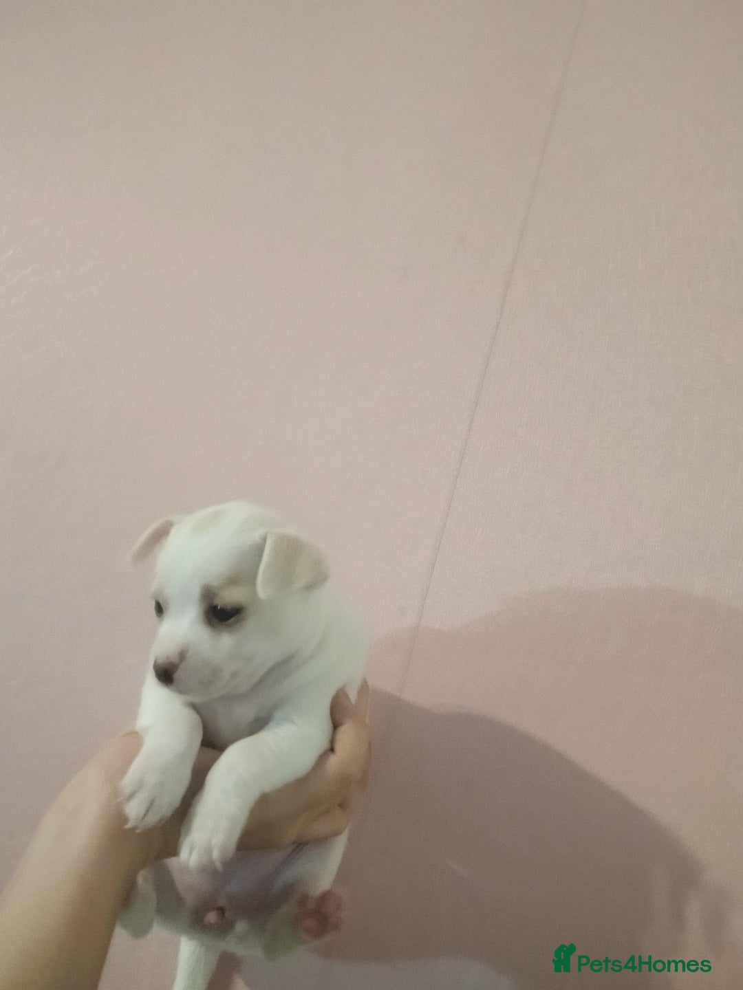 Chihuahua dogs for sale: Beautiful tiny little girl - Advert 4