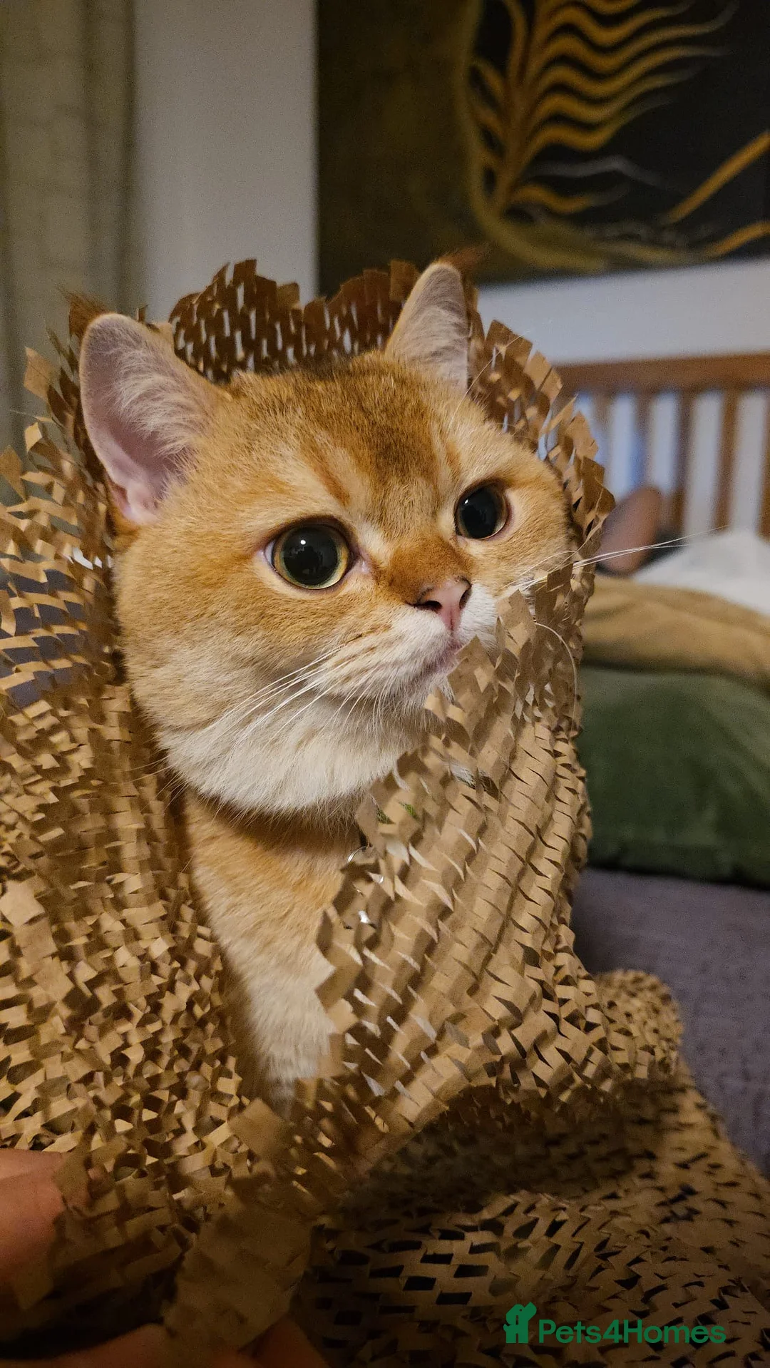 Scottish Fold cats for stud: Scottish Straight Male Stud – “Poopsie”  - Advert 6