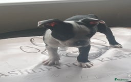 Boston Terrier dogs for sale: How is she the last puppy she’s perfect!  - Image 14