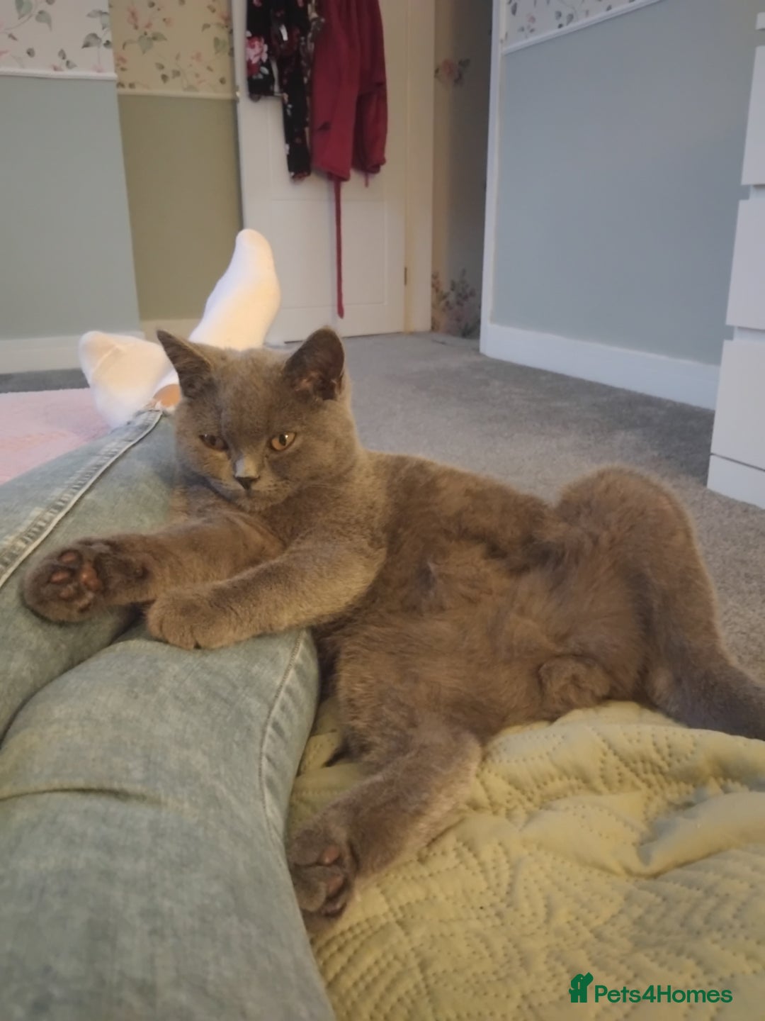 British Shorthair cats for stud: British Shorthair Stud  - Advert 7