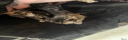 Mixed Breed cats for sale: 3 beautiful little kittens - Advert 6