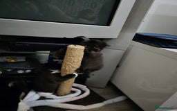 Mixed Breed cats for sale: Perdoll x maincoon x - Image 5
