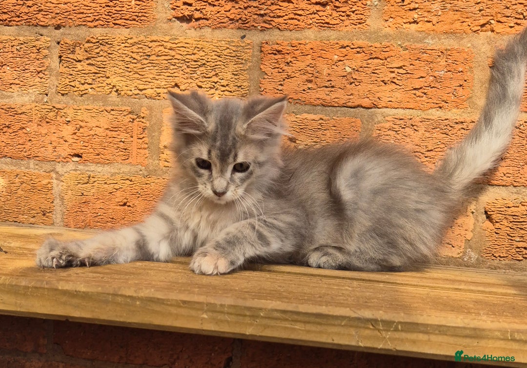 Maine Coon cats for sale: Beautiful Maine Coon kittens - Image 19