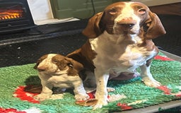 Bracco Italiano dogs for sale: This sweet boy is available  - Advert 9