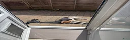 Mixed Breed dogs for sale: Bingo – Whippet x Labrador (Whipador)  in Maidstone - Advert 2