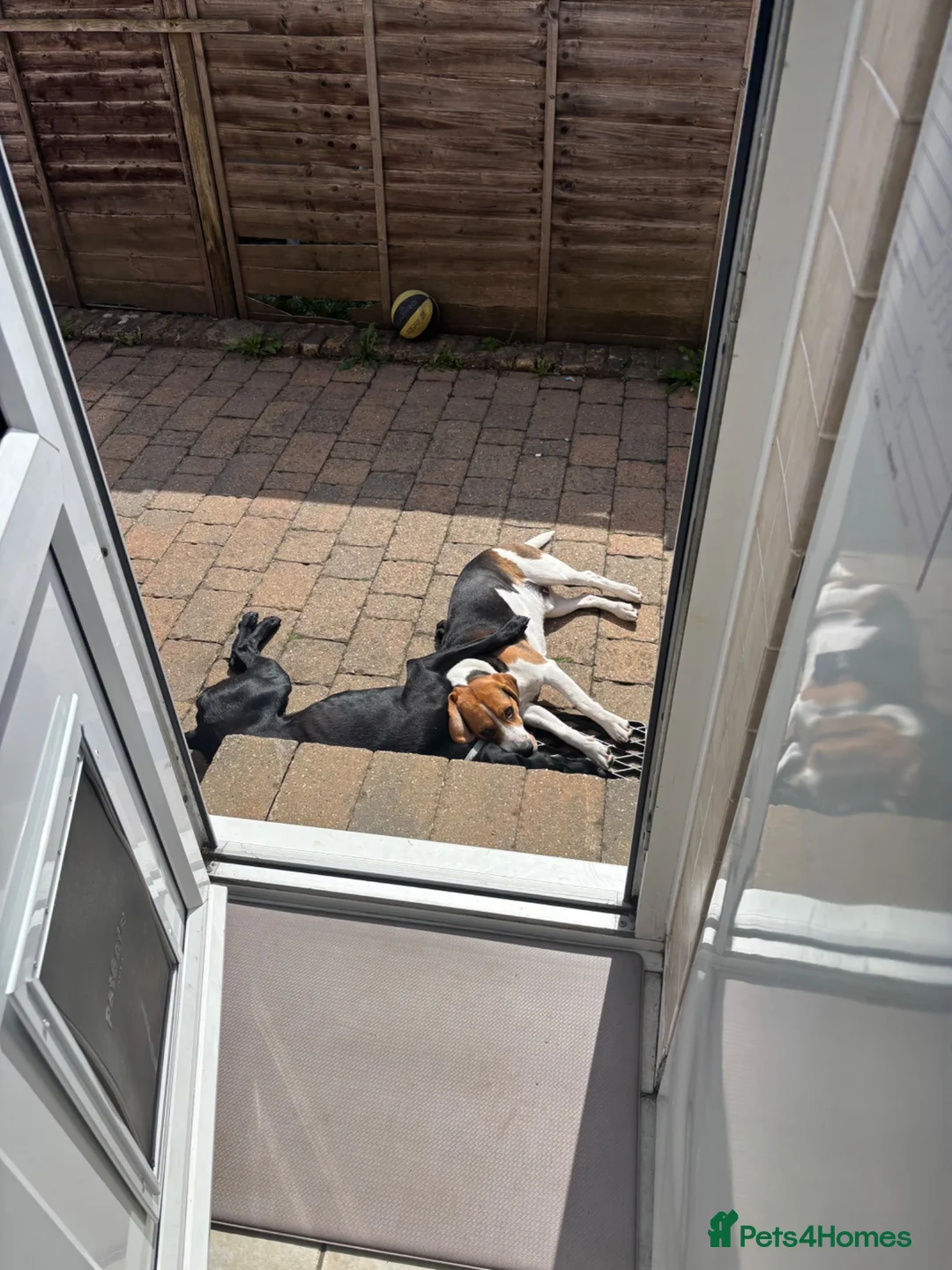 Mixed Breed dogs for sale: Bingo – Whippet x Labrador (Whipador)  in Maidstone - Advert 2