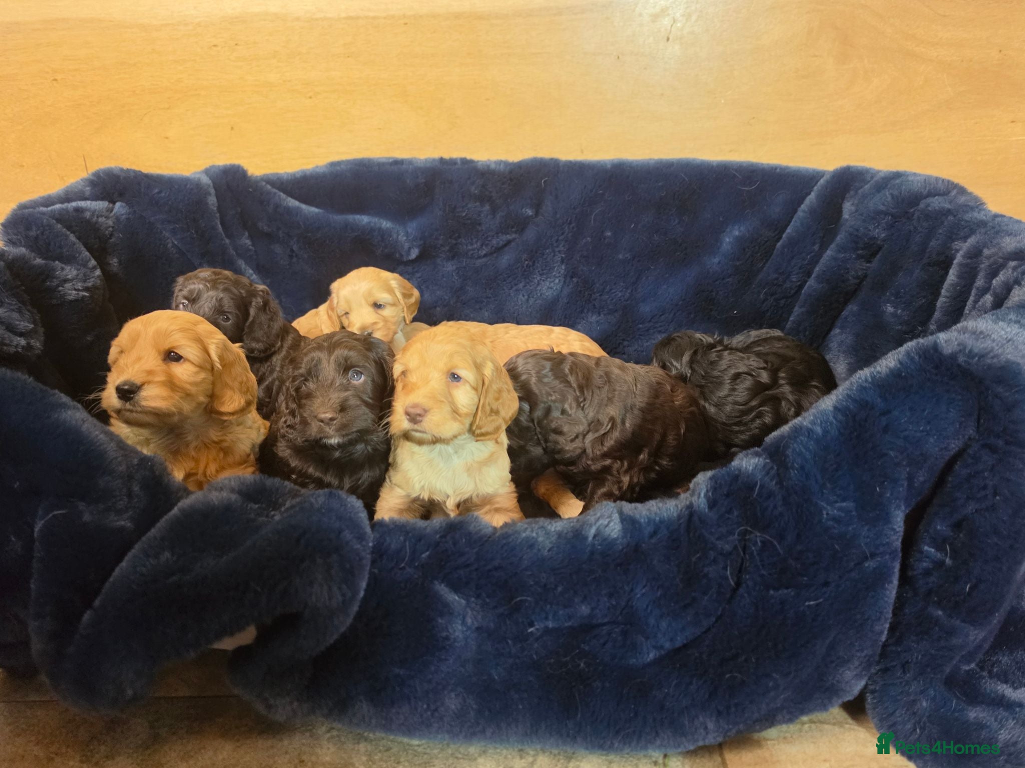 Cockapoo dogs Stunning cockapoo puppies for sale - Advert 1