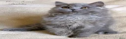British Longhair cats for sale: Lovely Blue British Longhair girl - Registered - Advert 7