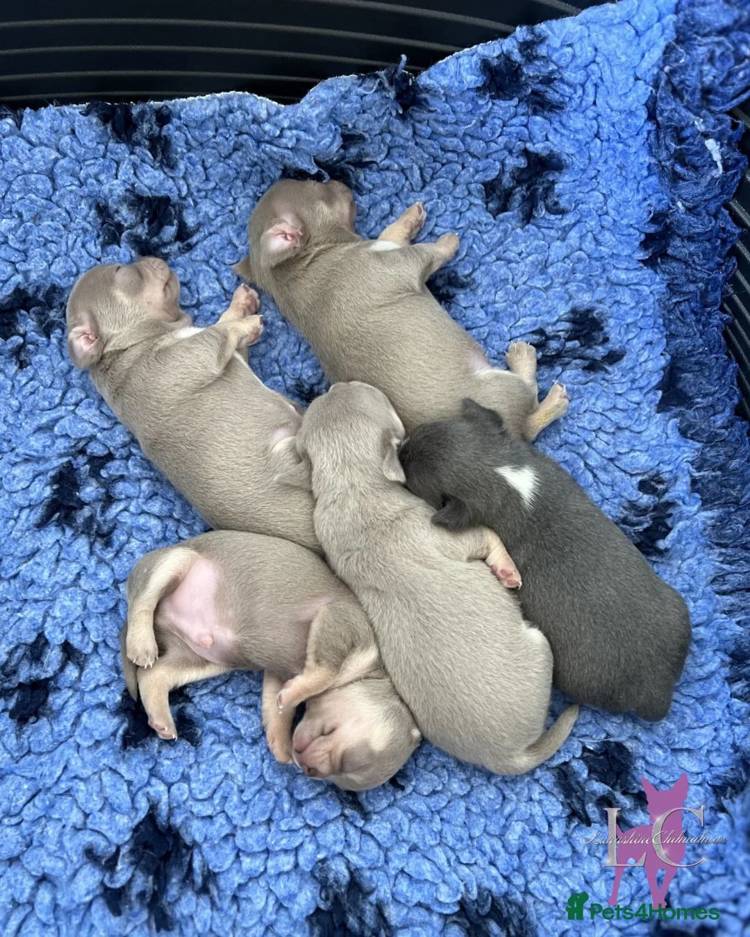 Chihuahua dogs for sale: Kc registered Lilac chihuahua pups  - Advert 1