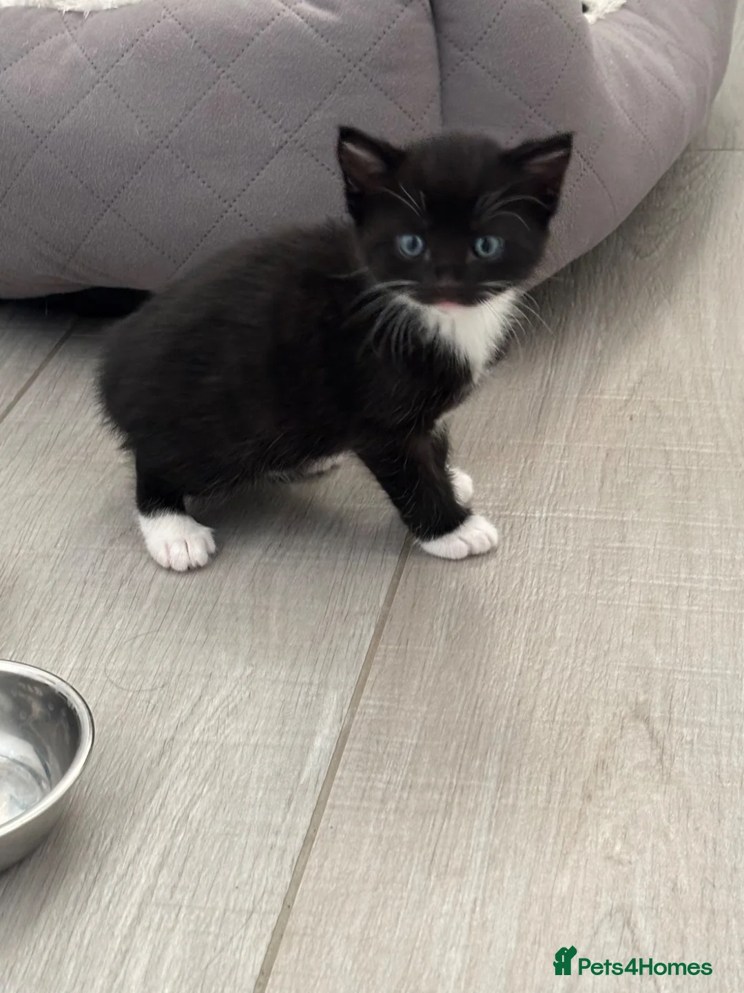 Mixed Breed cats for sale: Kittens for sale  in Bo'ness - Advert 2